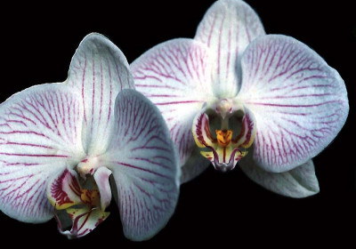 Orchids