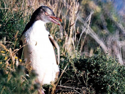 21 Penguin on a hillside in New Zealand 800