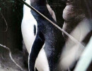 9 Adult penguin with its offspring in New Zealand 800