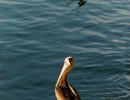 birds chile 6 8 800