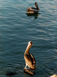 birds chile 6 8 800