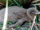 33 Sleeping baby penguin in Dunedin  New Zealand 800