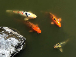 45. Fish 800