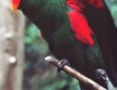 birds 114 800