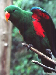 birds 114 800