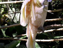 whitebird1 800