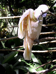 whitebird1 800