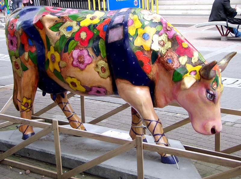classy cow 12 800