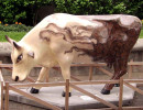 classy cow 14 800
