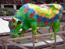 classy cow 5 800