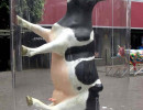classy cow 18 800