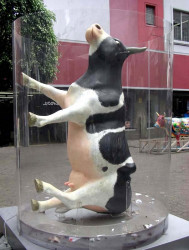 classy cow 18 800