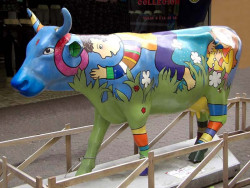 classy cow 21 800