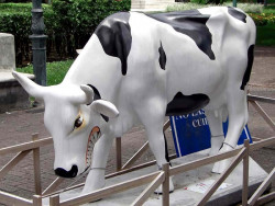 classy cow 30 800