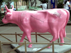 classy cow 49 800