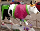 classy cow 52 800