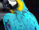 8 Portrait of a blue parrot in Central America 800