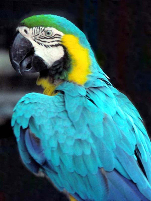 8 Portrait of a blue parrot in Central America 800