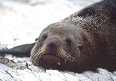 Sea Life