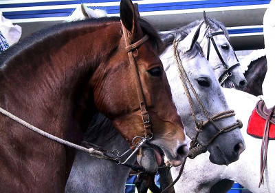 Horses