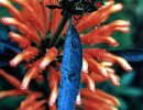 104 can you identify this flower