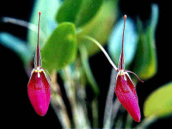 10 masdevallia orchid from costa rica 8009