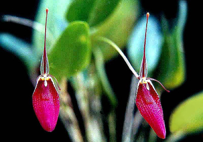 Masdevallia