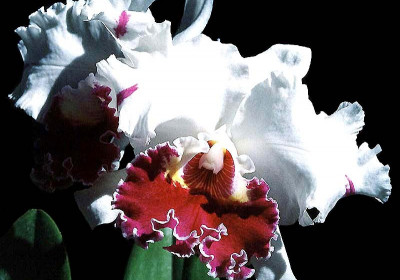 Odontoglossum