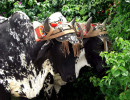 12 two oxens 800