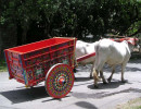 6 oxcart rarin to go 800