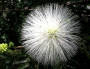 16 can you identify this flower  4  800