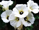 24 can you identify this flower  8  800