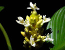 29 can you identify this flower  9  800