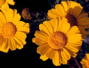 60 calendula officinalis in south korea 800