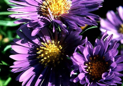 Swan River Daisy